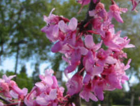 Spring blossoms on a tree