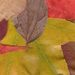 autumn leaves